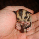 Small Animals